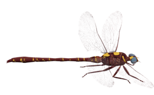 Dragonfly PNG-26255